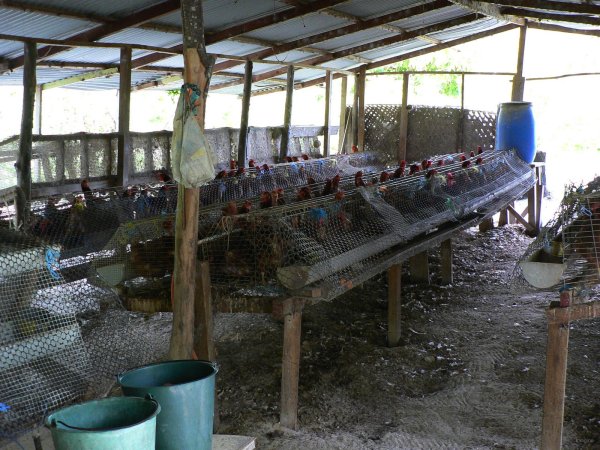 42- Le poulailler d'Assam et Nini 